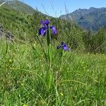 Iris latifolia Habitus