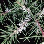 Hakea sericea Blatt