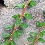 Cotoneaster integrifolius Blad