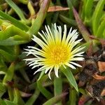 Carpobrotus edulisKvet