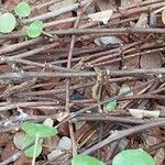 Fuchsia procumbens Lubje