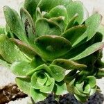 Aeonium spathulatum Levél