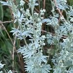Artemisia absinthium Blatt