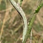 Cirsium canum Corteccia