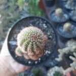 Echinocereus pectinatus Celota