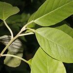 Itzaea sericea Hoja