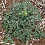 Parthenium hysterophorus Habit