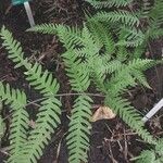 Pteris fauriei برگ