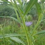 Vernonia galamensis പുഷ്പം