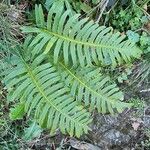 Polypodium interjectum ഇല