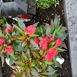 Impatiens hawkeri Flower