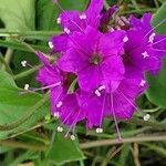 Commicarpus pedunculosus Květ