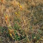 Crotalaria rogersii Συνήθη χαρακτηριστικά