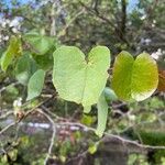 Cercis occidentalis Hostoa