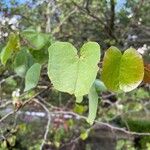 Cercis occidentalis Folla