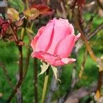 Rosa spp. 花