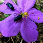Heterotis rotundifolia Цвят