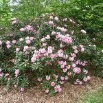 Rhododendron insigne Habit