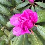 Rhododendron macrophyllum Blomst