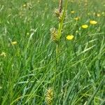 Carex hostiana अन्य