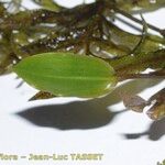 Potamogeton gramineus Hoja