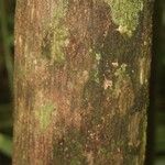 Lecythis persistens Kabuk