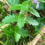Teucrium chamaedrys Leaf