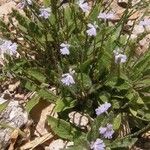 Elytraria imbricata Habit