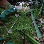 Disperis oppositifolia Habitat