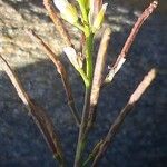 Murbeckiella pinnatifida Çiçek
