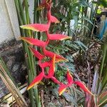 Heliconia rostrata Çiçek