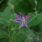 Prenanthes purpurea Cvet