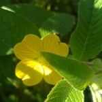 Ludwigia peruviana Hoja