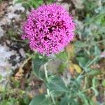 Centranthus ruberKukka