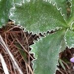 Primula marginata पत्ता