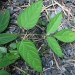 Oroxylum indicum Leaf
