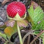 Potentilla indica Frucht