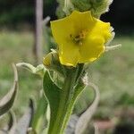 Verbascum densiflorum പുഷ്പം