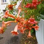 Campsis radicans Flors