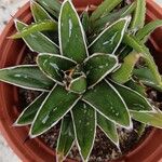 Agave victoriae-reginaeഇല