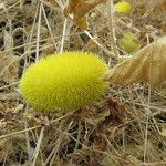 Cucumis dipsaceus Fruit