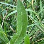 Leontodon saxatilis Blatt