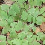 Adiantum tenerum Folha