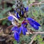 Dalea coerulea Flor