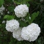 Viburnum macrocephalum 花