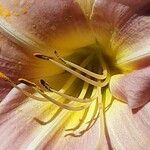 Lilium regale Çiçek