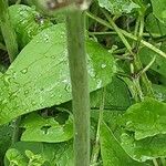 Clematis recta Ekosanga