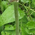 Clematis recta Bark