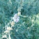 Sphaeralcea angustifolia Floro