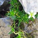 Moehringia ciliata Leaf